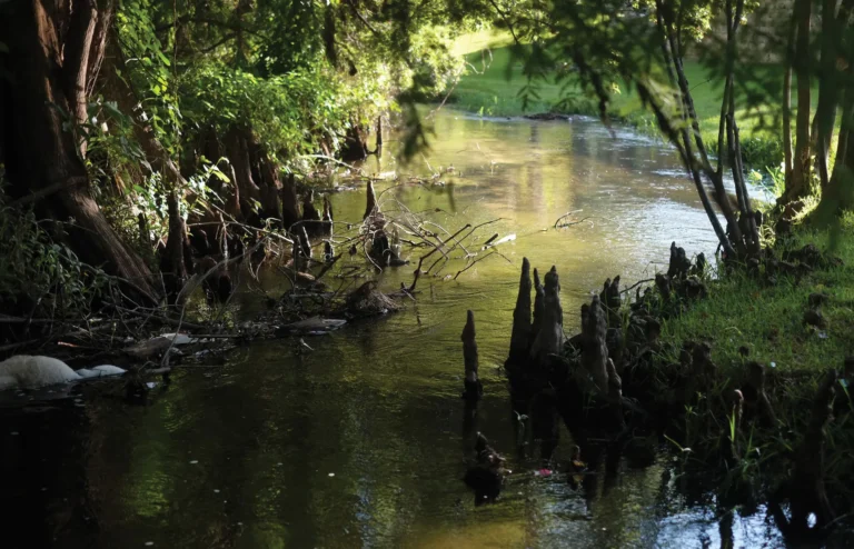 A stream winds through greenery