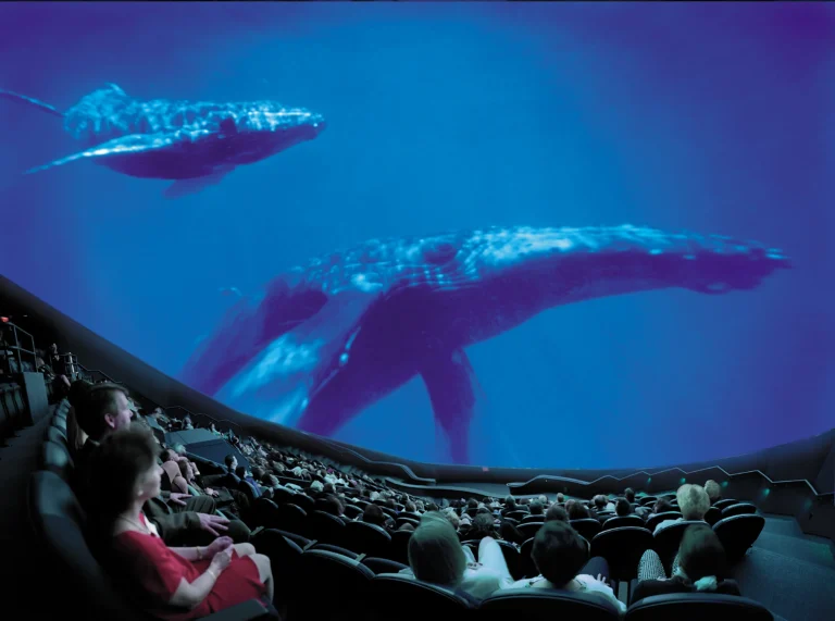 Whales on the cinedome screen