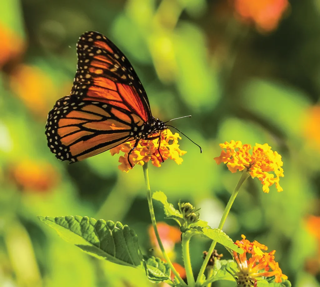 Butterfly on a flower in the Harry P. Leu Gardens