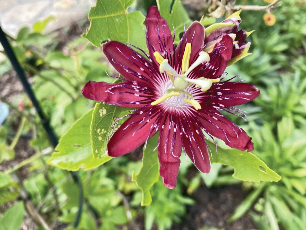 A flower in the Harry P. Leu Gardens