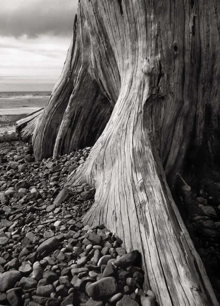Driftwood
