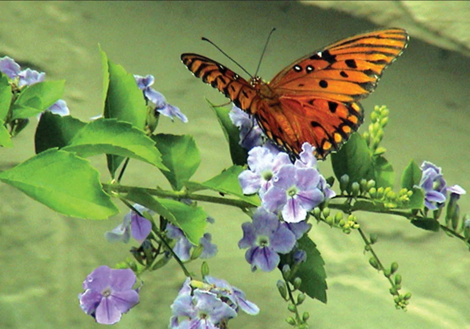 Photograph of an orange butterfly on purple flowers