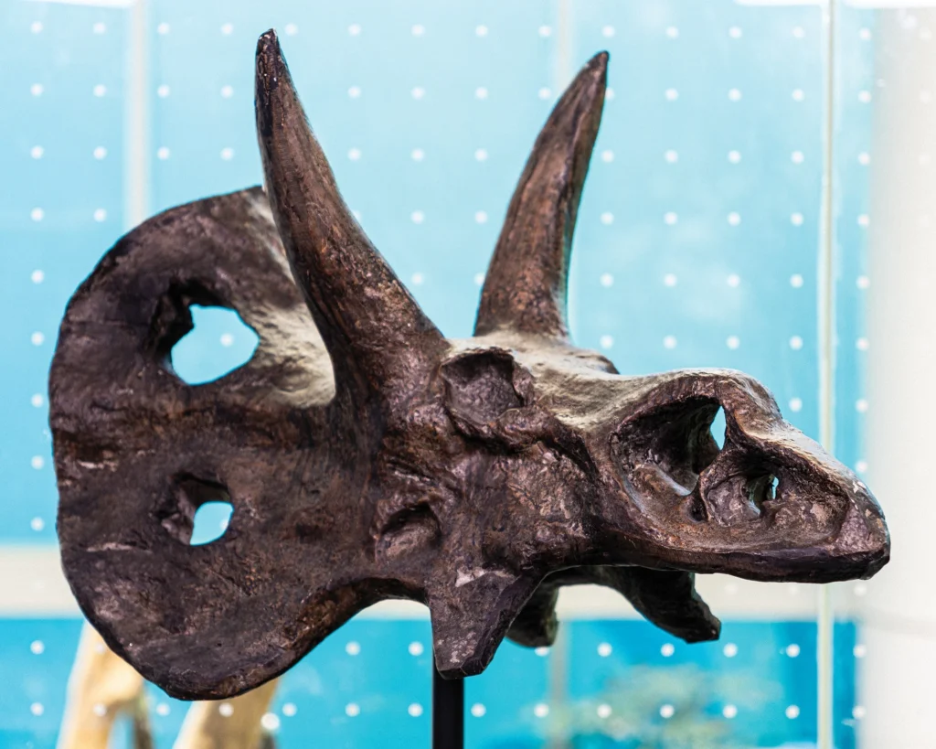 Replica triceratops skull on a stand