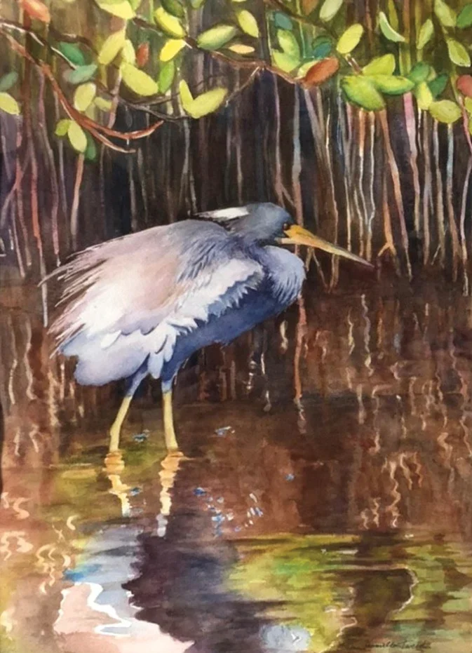 Watercolor of a tricolored heron wading among mangrove roots